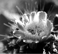 Cactus flower, Baja Mexico 1999